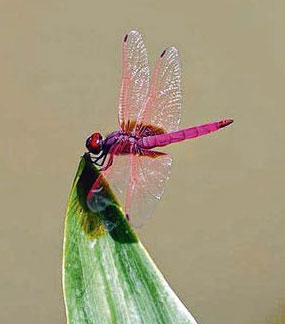 New anti-bacterial coating inspired by dragonflies, cicadas