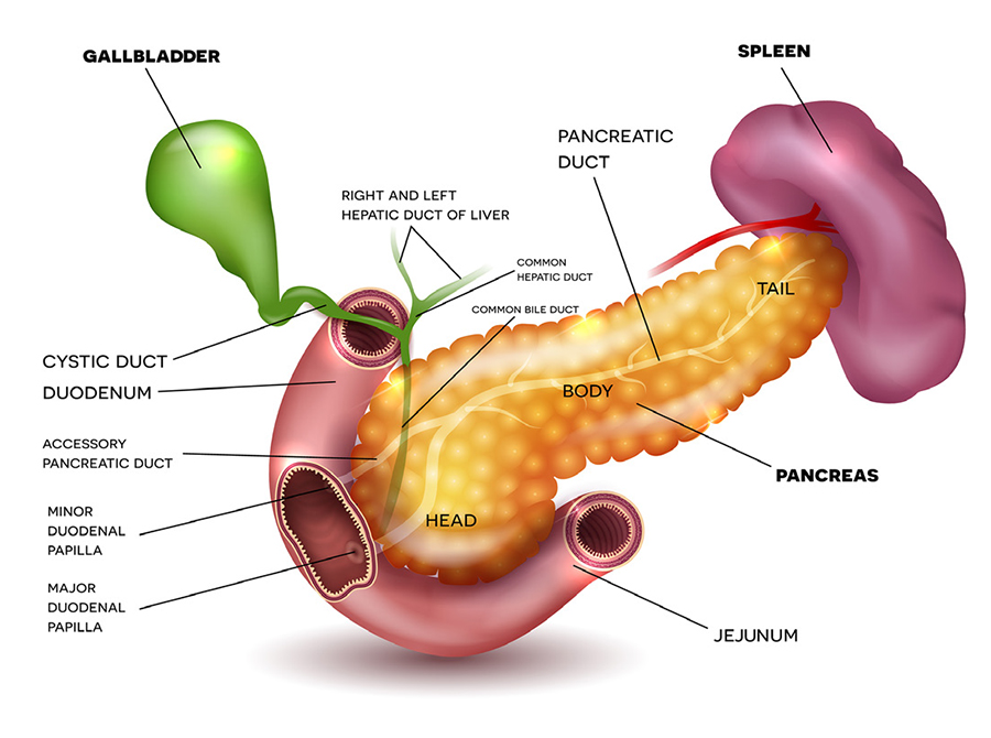 The-Inflamed-Pancreas-2.jpg