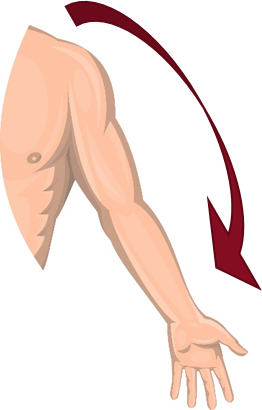 Cervical Radicular Pain (Brachialgia) 2.png