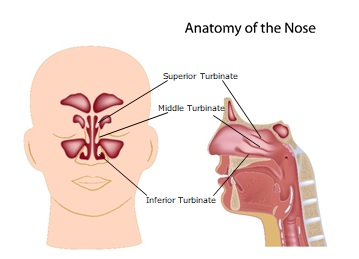 Inferior-Turbinate-1.jpg