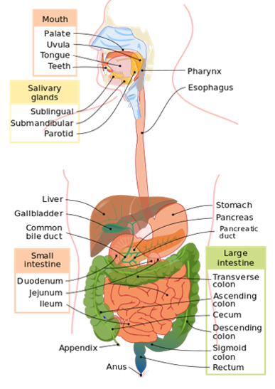 Inflammatory Bowel Disease (IBD) 1.png
